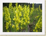 Wyoming2008 050 * Wildflowers * Wildflowers * 3072 x 2304 * (3.11MB)